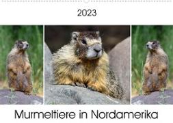 Murmeltiere in Nordamerika (Wandkalender 2023 DIN A2 quer)