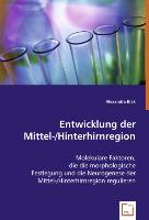 Entwicklung der Mittel-/Hinterhirnregion