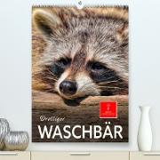 Drolliger Waschbär (Premium, hochwertiger DIN A2 Wandkalender 2023, Kunstdruck in Hochglanz)