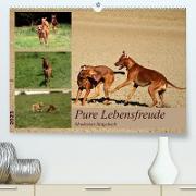Rhodesian Ridgeback, Pure Lebensfreude (Premium, hochwertiger DIN A2 Wandkalender 2023, Kunstdruck in Hochglanz)