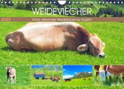 Weideviecher, Kühe liebevolle Wiederkäuer (Wandkalender 2023 DIN A4 quer)