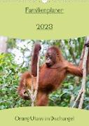 Familienplaner 2023 - Orang Utans im Dschungel (Wandkalender 2023 DIN A3 hoch)