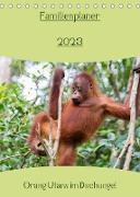 Familienplaner 2023 - Orang Utans im Dschungel (Tischkalender 2023 DIN A5 hoch)