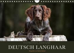 Faszination Jagdhund - Deutsch Langhaar (Wandkalender 2023 DIN A4 quer)