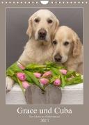 Grace und Cuba - Zwei liebenswerte Golden Retriever (Wandkalender 2023 DIN A4 hoch)