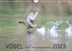 Vögel in Ost- und Norddeutschland 2023 (Wandkalender 2023 DIN A4 quer)