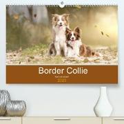 Border Collie - Bunt und clever! (Premium, hochwertiger DIN A2 Wandkalender 2023, Kunstdruck in Hochglanz)
