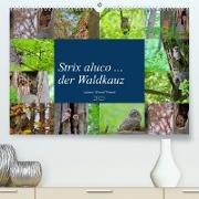 Strix aluco ... der Waldkauz (Premium, hochwertiger DIN A2 Wandkalender 2023, Kunstdruck in Hochglanz)