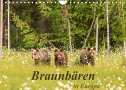 Braunbären in Europa (Wandkalender 2023 DIN A4 quer)