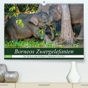Borneos Zwergelefanten (Premium, hochwertiger DIN A2 Wandkalender 2023, Kunstdruck in Hochglanz)