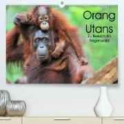 Orang Utans: Zu Besuch im Regenwald (Premium, hochwertiger DIN A2 Wandkalender 2023, Kunstdruck in Hochglanz)