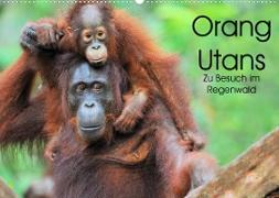 Orang Utans: Zu Besuch im Regenwald (Wandkalender 2023 DIN A2 quer)