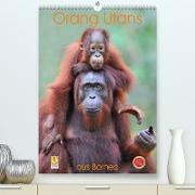 Orang Utans aus Borneo (Premium, hochwertiger DIN A2 Wandkalender 2023, Kunstdruck in Hochglanz)