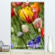 Tulpen - die Frühlingsblume (Premium, hochwertiger DIN A2 Wandkalender 2023, Kunstdruck in Hochglanz)