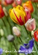 Tulpen - die Frühlingsblume (Wandkalender 2023 DIN A2 hoch)