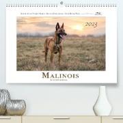 Malinois - Belgische Energiebündel (Premium, hochwertiger DIN A2 Wandkalender 2023, Kunstdruck in Hochglanz)