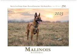 Malinois - Belgische Energiebündel (Wandkalender 2023 DIN A2 quer)