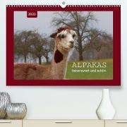 Alpakas - liebenswert und schön (Premium, hochwertiger DIN A2 Wandkalender 2023, Kunstdruck in Hochglanz)
