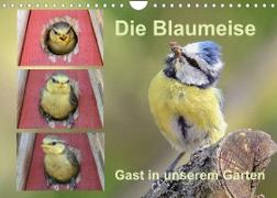 Die Blaumeise, Gast in unserem Garten (Wandkalender 2023 DIN A4 quer)