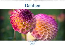 Dahlien - Blumenwunder der Natur (Wandkalender 2023 DIN A2 quer)