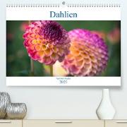 Dahlien - Blumenwunder der Natur (Premium, hochwertiger DIN A2 Wandkalender 2023, Kunstdruck in Hochglanz)