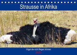 Strausse in Afrika (Tischkalender 2023 DIN A5 quer)