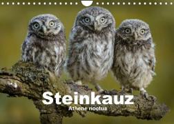 Steinkäuze (Athene noctua) (Wandkalender 2023 DIN A4 quer)