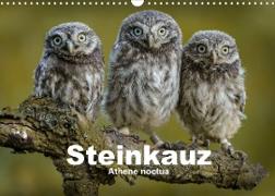 Steinkäuze (Athene noctua) (Wandkalender 2023 DIN A3 quer)