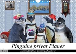 Pinguine privat Planer (Wandkalender 2023 DIN A4 quer)