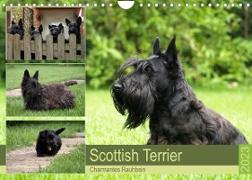 Scottish Terrier - Charmantes Rauhbein (Wandkalender 2023 DIN A4 quer)