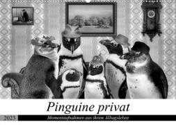 Pinguine privat (Wandkalender 2023 DIN A2 quer)