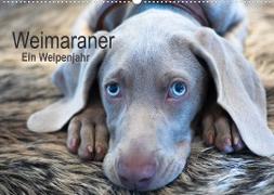 Weimaraner - Ein Welpenjahr (Wandkalender 2023 DIN A2 quer)