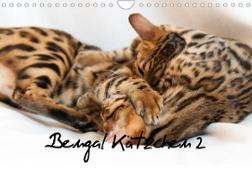 Bengal Kätzchen 2 (Wandkalender 2023 DIN A4 quer)