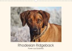 Rhodesian Ridgeback Power aus Südafrika (Wandkalender 2023 DIN A3 quer)