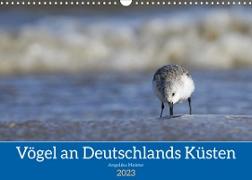 Vögel an Deutschlands Küsten (Wandkalender 2023 DIN A3 quer)