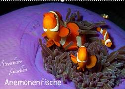 Anemonenfische - Streitbare Gesellen (Wandkalender 2023 DIN A2 quer)