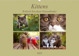 Kittens - Britisch Kurzhaar Katzenkinder (Wandkalender 2023 DIN A2 quer)