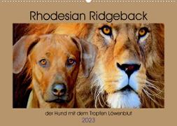 Rhodesian Ridgeback der Hund mit dem Tropfen Löwenblut (Wandkalender 2023 DIN A2 quer)