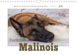 Faszination Malinois (Wandkalender 2023 DIN A4 quer)