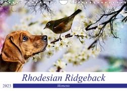 Rhodesian Ridgeback - Moments (Wandkalender 2023 DIN A4 quer)