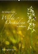 Im richtigen Licht: Wilde Orchideen in Südbayern (Wandkalender 2023 DIN A2 hoch)