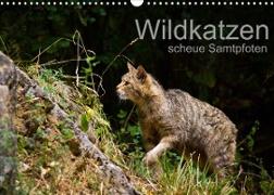 Wildkatzen - scheue Samtpfoten (Wandkalender 2023 DIN A3 quer)