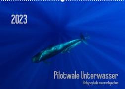 Pilotwale Unterwasser - Globicephala macrorhynchus (Wandkalender 2023 DIN A2 quer)