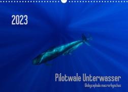 Pilotwale Unterwasser - Globicephala macrorhynchus (Wandkalender 2023 DIN A3 quer)