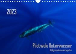 Pilotwale Unterwasser - Globicephala macrorhynchus (Wandkalender 2023 DIN A4 quer)