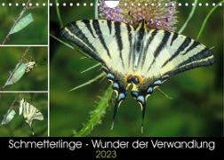 Schmetterlinge - Wunder der Verwandlung (Wandkalender 2023 DIN A4 quer)