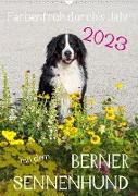 Farbenfroh durch's Jahr mit dem Berner Sennenhund (Wandkalender 2023 DIN A3 hoch)