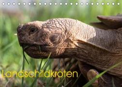 Landschildkröten (Tischkalender 2023 DIN A5 quer)