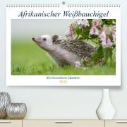 Afrikanische Weißbauchigel (Premium, hochwertiger DIN A2 Wandkalender 2023, Kunstdruck in Hochglanz)