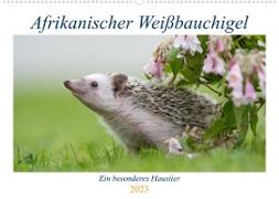 Afrikanische Weißbauchigel (Wandkalender 2023 DIN A2 quer)